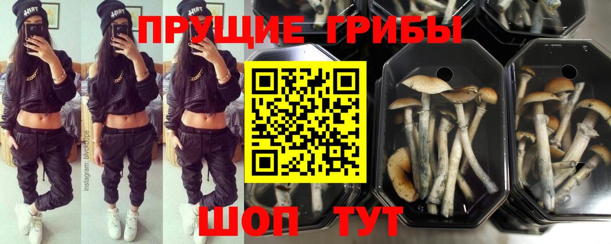 Псков  Псилоцибиновые грибы ЛСД  купить наркоту  Галлюциногенные грибы прущие грибы  Вход с VPN 